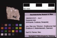 Foto (Objekt + Etiketten) von Decapoda indet. (NHMW-GEO-1990-0041-0147)